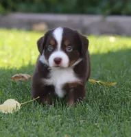 Molly RTM, a male Miniature Australian Shepherd for sale in Delta, CO – 5 of 5