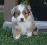 Molly RMM, a male Miniature Australian Shepherd for sale in Delta, CO – 9 of 10
