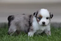Laney BMF1, a female Miniature Australian Shepherd for sale in Delta, CO – 3 of 4