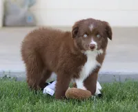Boots RBF, a female Toy Australian Shepherd for sale in Delta, CO – 3 of 4