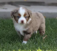 Molly RMM, a male Miniature Australian Shepherd for sale in Delta, CO – 2 of 10