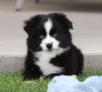 Medina BBF 1, a female Miniature Australian Shepherd for sale in Delta, CO – 3 of 4