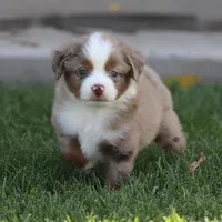 Molly RMM, a male Miniature Australian Shepherd for sale in Delta, CO – 4 of 10
