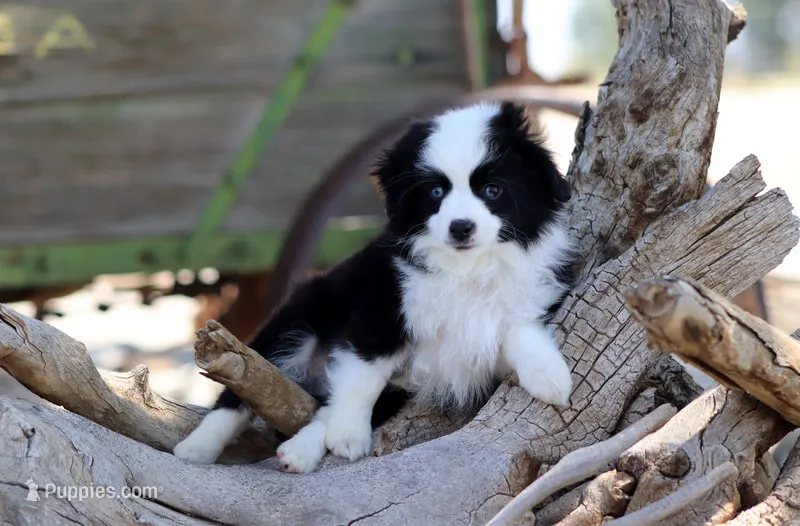 Grizzly – Toy Australian Shepherd puppy for sale in Delta, CO
