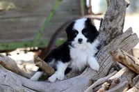 Grizzly, a male Toy Australian Shepherd for sale in Delta, CO – 1 of 4