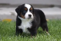 Molly BTF, a female Miniature Australian Shepherd for sale in Delta, CO – 3 of 5