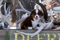 Lynx, a male Toy Australian Shepherd for sale in Delta, CO – 3 of 4