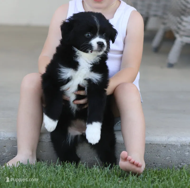 Destin BBF – Toy Australian Shepherd puppy for sale in Delta, CO