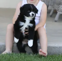 Destin BBF, a female Toy Australian Shepherd for sale in Delta, CO – 1 of 4