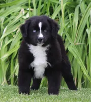 Medina BBM, a male Miniature Australian Shepherd for sale in Delta, CO – 1 of 6