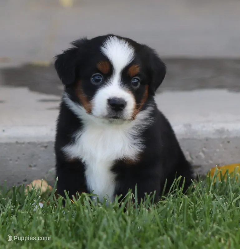 Molly BTF – Miniature Australian Shepherd puppy for sale in Delta, CO