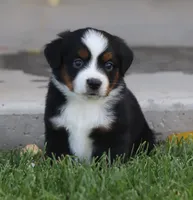 Molly BTF, a female Miniature Australian Shepherd for sale in Delta, CO – 1 of 5