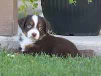 Molly RTM, a male Miniature Australian Shepherd for sale in Delta, CO – 2 of 5