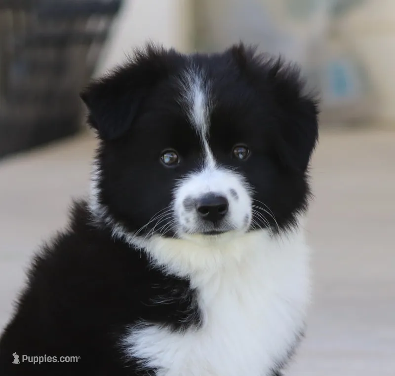 Boots BBM – Toy Australian Shepherd puppy for sale in Delta, CO