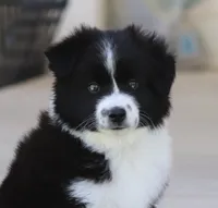 Boots BBM, a male Toy Australian Shepherd for sale in Delta, CO – 1 of 4