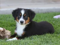 Molly BTF, a female Miniature Australian Shepherd for sale in Delta, CO – 5 of 10