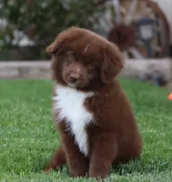 Medina RBF, a female Miniature Australian Shepherd for sale in Delta, CO – 4 of 4
