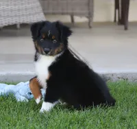 Snip BTM, a male Miniature Australian Shepherd for sale in Delta, CO – 3 of 10
