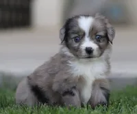 Laney BMF 4, a female Miniature Australian Shepherd for sale in Delta, CO – 4 of 4