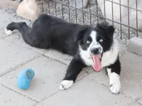 Froggy, a male Miniature Australian Shepherd for sale in Delta, CO – Photo 3 of 5