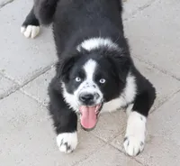 Froggy, a male Miniature Australian Shepherd for sale in Delta, CO – Photo 5 of 5