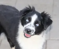 Froggy, a male Miniature Australian Shepherd for sale in Delta, CO – Photo 2 of 5