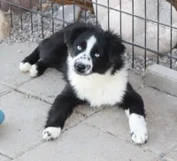 Froggy, a male Miniature Australian Shepherd for sale in Delta, CO – Photo 4 of 5