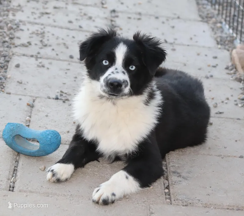 Froggy – Miniature Australian Shepherd puppy for sale in Delta, CO