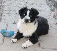 Froggy, a male Miniature Australian Shepherd for sale in Delta, CO – Photo 1 of 5