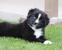 Medina BBM, a male Miniature Australian Shepherd for sale in Delta, CO – 2 of 6