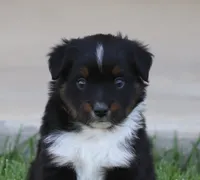 Snip BTM, a male Miniature Australian Shepherd for sale in Delta, CO – 4 of 4