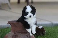 Grizzly, a male Toy Australian Shepherd for sale in Delta, CO – 1 of 3