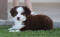 Joy RTM, a male Toy Australian Shepherd for sale in Delta, CO – 3 of 4