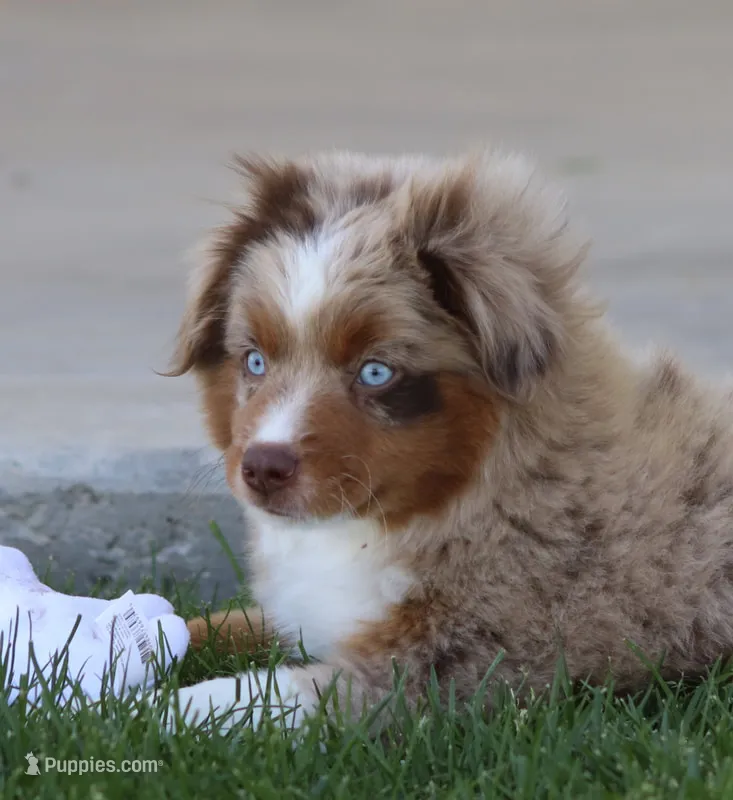 Fawn RMM – Toy Australian Shepherd puppy for sale in Delta, CO
