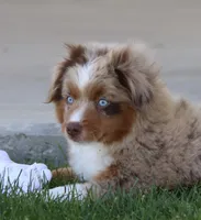 Fawn RMM, a male Toy Australian Shepherd for sale in Delta, CO – 6 of 6
