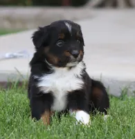 Snip BTM, a male Miniature Australian Shepherd for sale in Delta, CO – 3 of 4