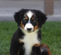 Molly BTF, a female Miniature Australian Shepherd for sale in Delta, CO – 3 of 10