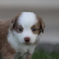 Laney RMM, a male Miniature Australian Shepherd for sale in Delta, CO – 2 of 3