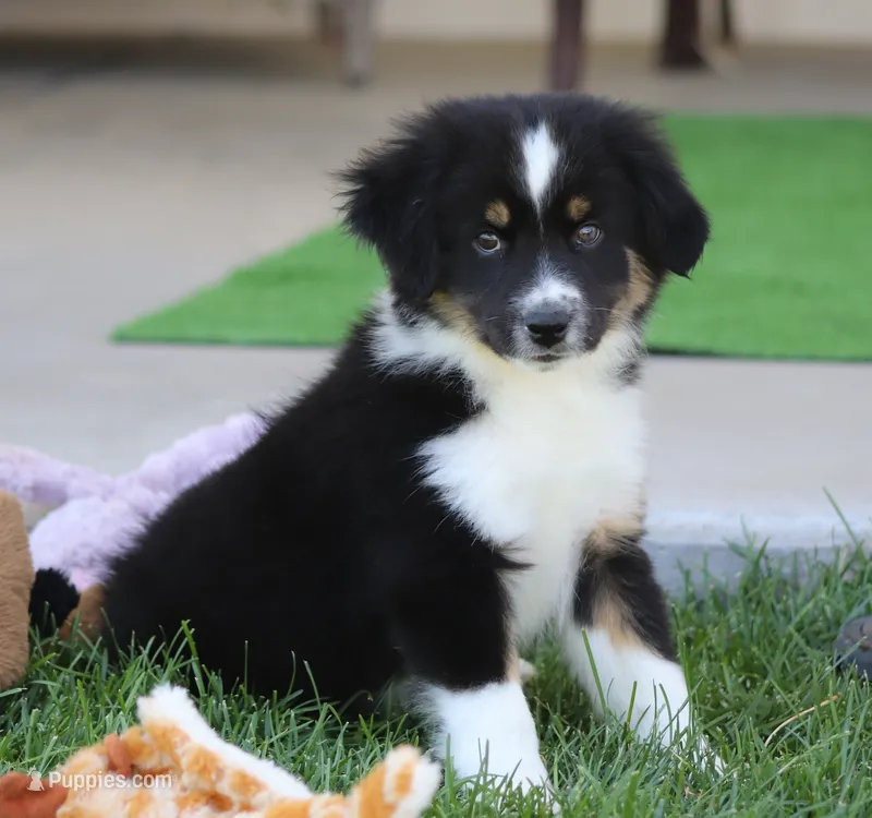 Laney BTM2 – Miniature Australian Shepherd puppy for sale in Delta, CO