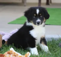 Laney BTM2, a male Miniature Australian Shepherd for sale in Delta, CO – 1 of 6
