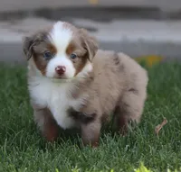 Molly RMM, a male Miniature Australian Shepherd for sale in Delta, CO – 3 of 10