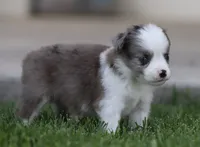Laney BMF 3, a female Miniature Australian Shepherd for sale in Delta, CO – 3 of 4