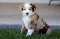 Mena, a female Toy Australian Shepherd for sale in Delta, CO – 1 of 4