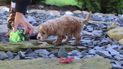 Lincoln, a male Maltipoo for sale in Millersburg, OH – 7 of 7