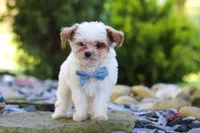 Marley, a male Cavapoo for sale in Millersburg, OH – 3 of 7