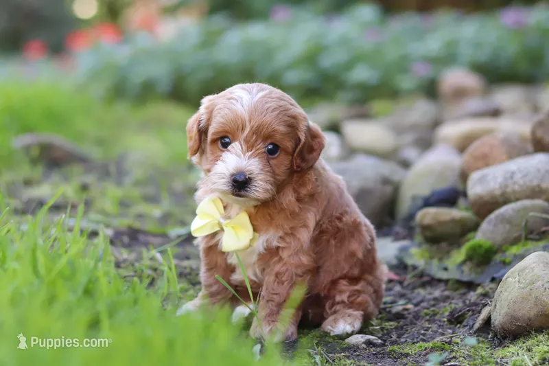 Luca – Maltipoo puppy for sale in Millersburg, OH