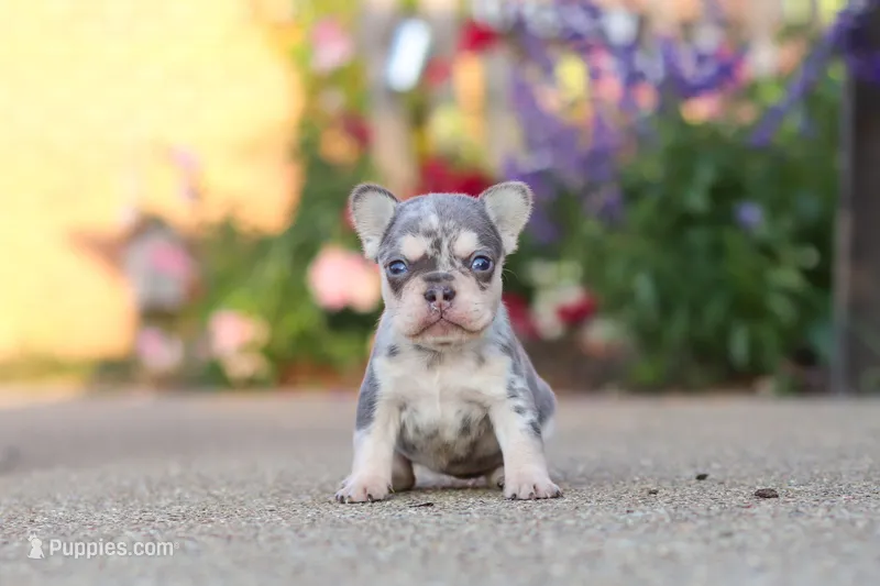 Sienna – French Bulldog puppy for sale in Millersburg, OH