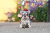 Sienna, a female French Bulldog for sale in Millersburg, OH – 1 of 10
