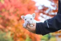 Waylon, a male French Bulldog for sale in Millersburg, OH – 6 of 6
