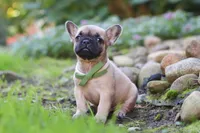 Brody, a male French Bulldog for sale in Millersburg, OH – 2 of 8